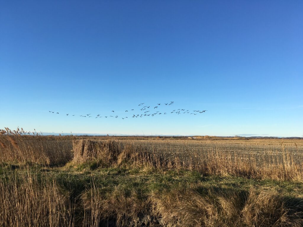 meteo migration chasse