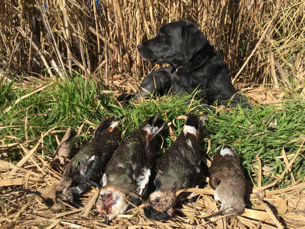 Chasse vanneaux